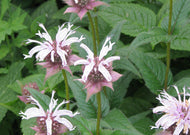 Monarda bradburiana – Horsemint
