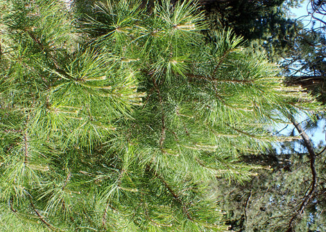 Polemonium reptans – Jacob's Ladder