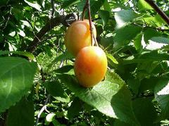 Prunus americana - Wild plum