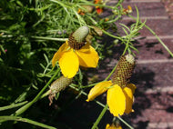 Ratibida columnifera - Long-Headed Coneflower