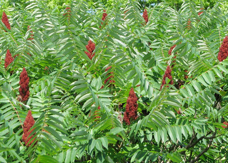 Ribes americanum – American black currant