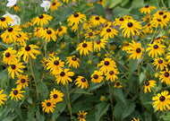 Rudbeckia Fulgida Sullivantii - Showy Coneflower
