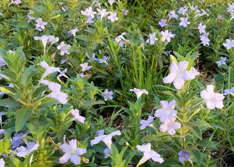 Sagittaria latifolia – Duck potato