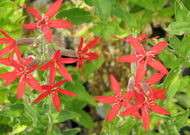 Silene Regia - Royal Catchfly