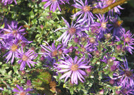 Symphyotrichum sericeum - Silky Aster