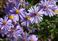Symphyotrichum Laeve - Smooth blue aster