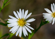 Symphyotrichum Oolentangiense - Sky blue aster
