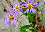 Symphyotrichum patens - Late purple Aster