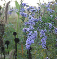 Symphyotrichum drummondii - Drummond's Aster