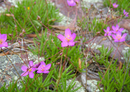 Talinum Calycinum - Rock Pink