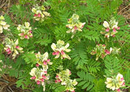 Tephrosia Virginiana - Goat's Rue