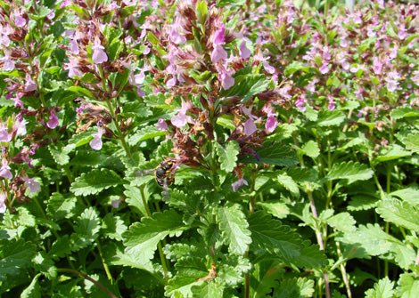 Thalia Dealbata – Water Canna