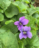 Viola sororia - Blue Violet