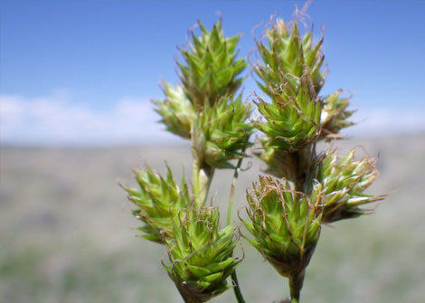 Carex brevior – Plains Oval Sedge