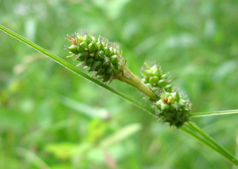 Carex bushii – Bushy Sedge