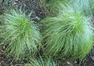 Carex rosea – Rosy Sedge