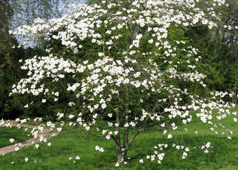 Cornus florida – Flowering Dogwood