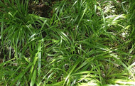Diarrhena Obovata - American beakgrain