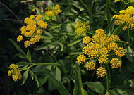 Zizia Aurea - Golden alexander
