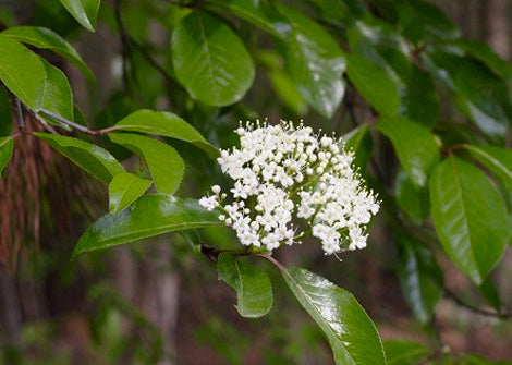 Zizia aurea – Golden alexander