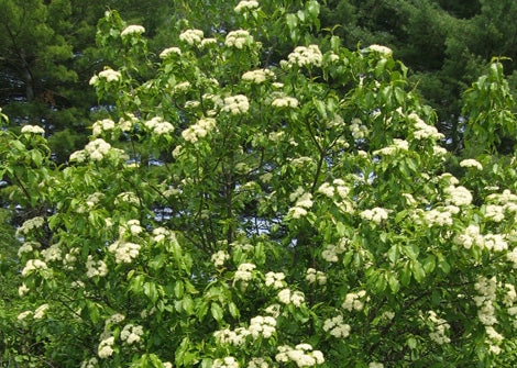 Viburnum prunifolium – Blackhaw vibernum