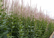 Veronicastrum Virginicum - Culver's root