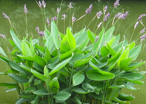 Tradescantia Ernestiana – Woodland Spiderwort