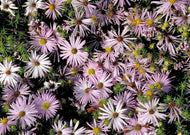 Symphyotrichum Oblongifolium - Aromatic aster