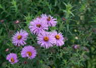 Symphyotrichum novae-angliae - New England Aster