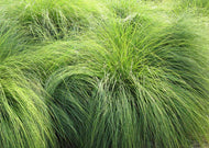 Sporobolus heterolepis – Prairie Dropseed