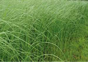 Spartina pectinata - prairie cord grass