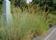 Sorghastrum nutans – Indian Grass