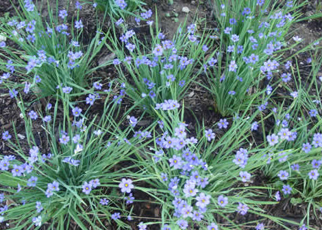 Solidago DrummondII – Cliff goldenrod