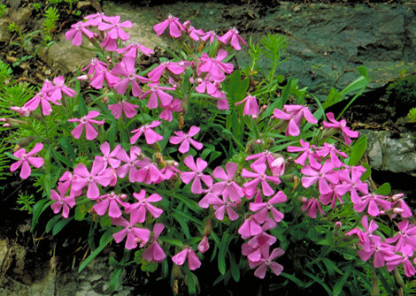 Silene regia – Royal Catchfly