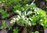 Sedum Ternatum - Stonecrop