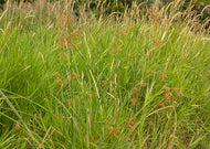 Schoenoplectus tabernaemontani - Softstem Bulrush