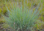 Schizachyrium scoparium – Little Bluestem