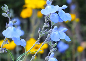 Salvia Azurea - Blue Sage