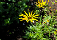Rudbeckia Missouriensis - Missouri Coneflower