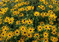 Rudbeckia Fulgida Var. Umbrosa - Orange coneflower