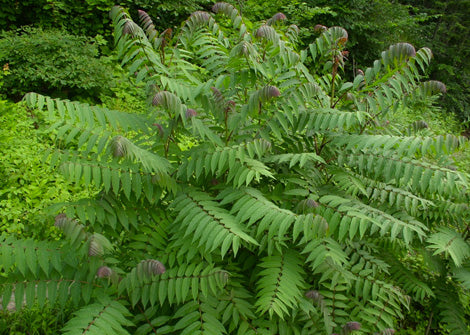 Rhus typhina – Staghorn sumac