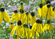 Ratibida pinnata - Grey-headed Coneflower