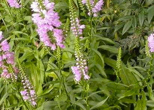 Physotegia virginiana – Obedient plant
