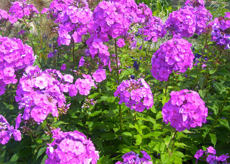 Physocarpus opulifolius – Common ninebark