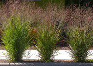 Panicum virgatum – Switch grass