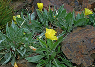 Oenothera macrocarpa – MO Evening/Large flowered primrose