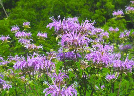 Monarda fistulosa – Wild bergamot