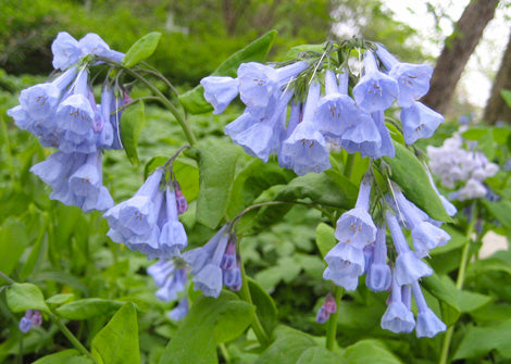 Mertensia Virginica – Bluebells