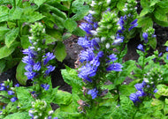 Lobelia siphilitica – Blue lobelia
