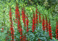 Lobelia cardinalis – Cardinal flower